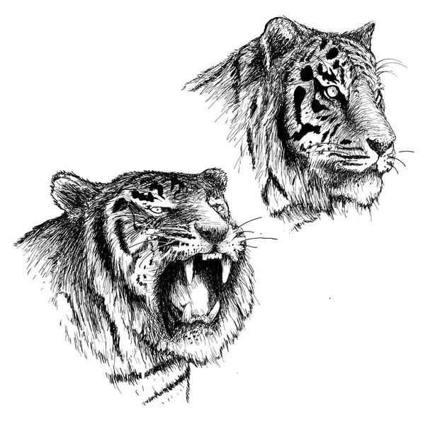 Tête de tigre en colère et calme — Image vectorielle