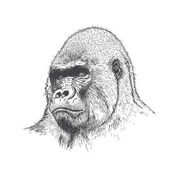 Картина, постер, плакат, фотообои "gorilla portrait .hand drawn style", артикул 159965718