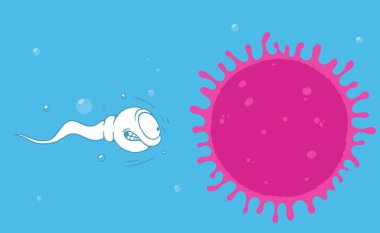 Spermatozoon yumurtalığa özenle yüzer.