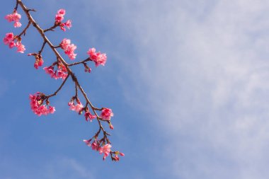 güzel vahşi Himalaya kiraz çiçek.