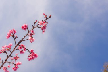 güzel vahşi Himalaya kiraz çiçek.