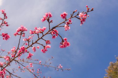 güzel vahşi Himalaya kiraz çiçek.