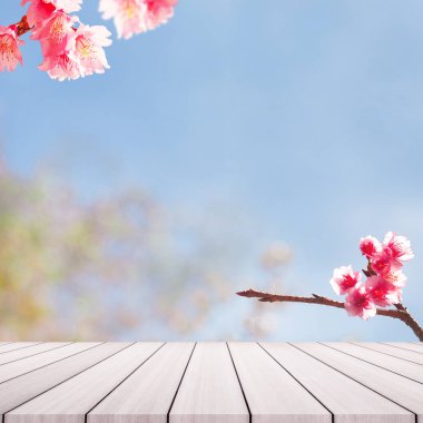 Kiraz çiçeği ağaçta backgorund. Pembe Sakura çiçekler.