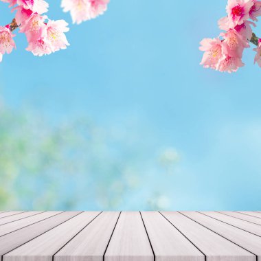Kiraz çiçeği ağaçta backgorund. Pembe Sakura çiçekler.