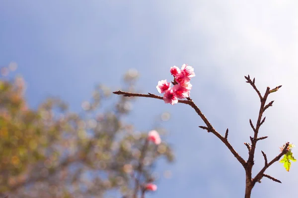 güzel vahşi Himalaya kiraz çiçek.