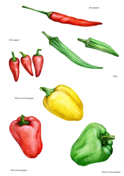 Différents types de poivre, épices, rouge, chili, légumes — Photo