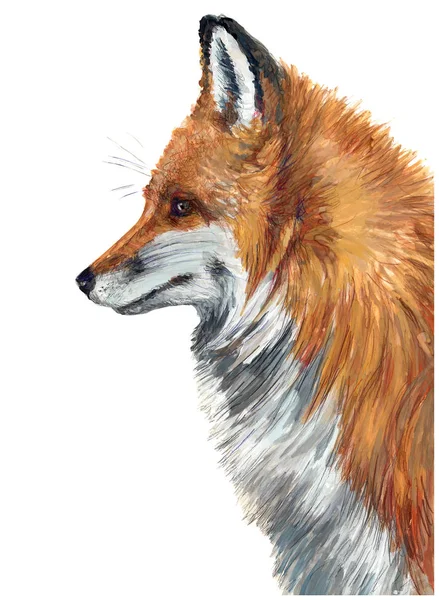Лисиця, тварина, колір, ізольовані, ілюстрація — стокове фото