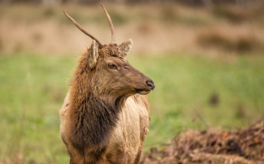 Boğa Elk gıda için otlatma