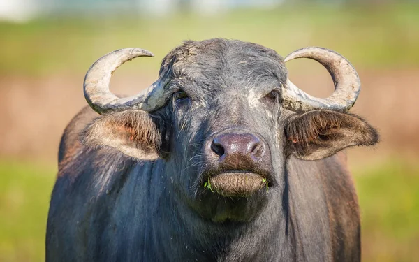 Manda kameraya bakıyor