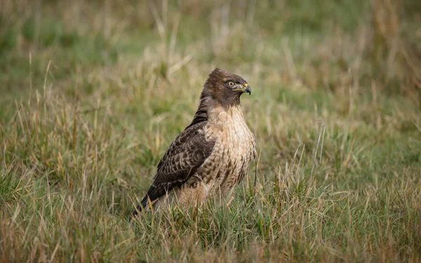 Wild Hawk in de natuur — Stockfoto