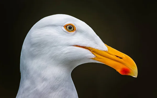 Primer plano Gaviota Retrato — Foto de Stock