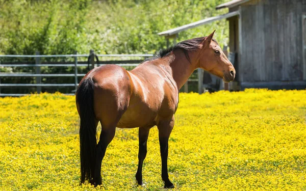 Cavalo em uma fazenda no norte da Califórnia — Fotografia de Stock