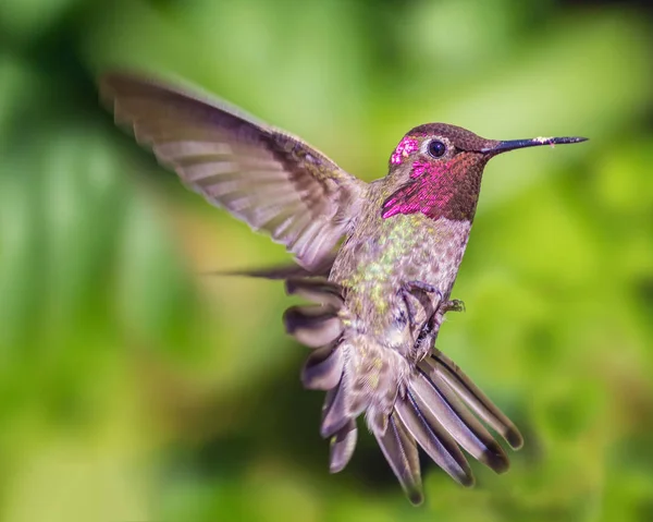 Colibrí en vuelo, imagen en color, día — Foto de Stock