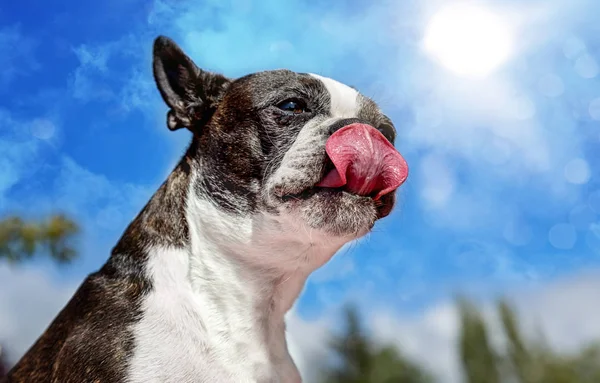 Boston Terriër likken karbonades op een zonnige dag — Stockfoto