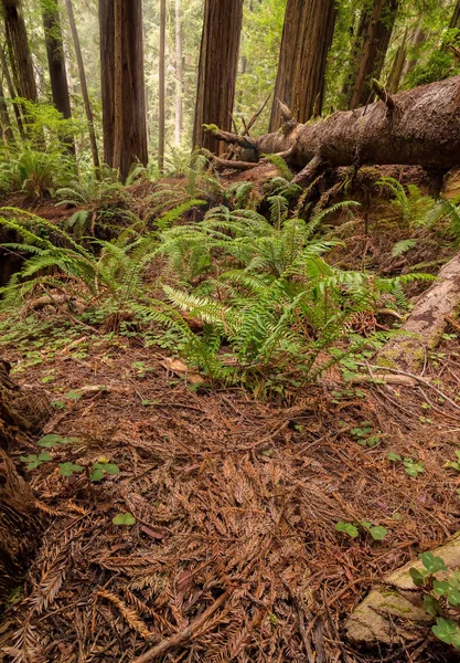 Redwood Forest in Northern California — Stock Photo, Image