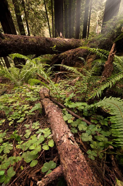 Észak-kaliforniai Redwood erdőben — Stock Fotó
