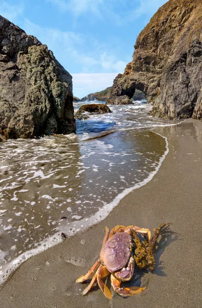 Cangrejo en una playa rocosa — Foto de Stock