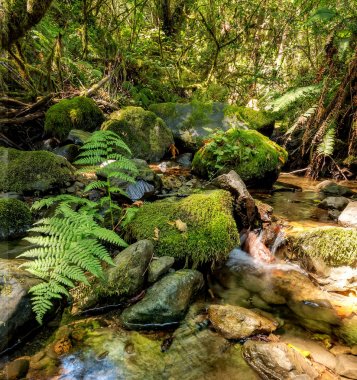 Kaliforniya dağlarında bir küçük dere