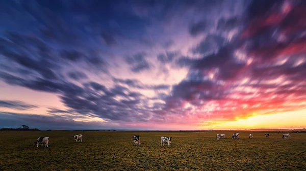 Puesta de sol en la granja — Foto de Stock