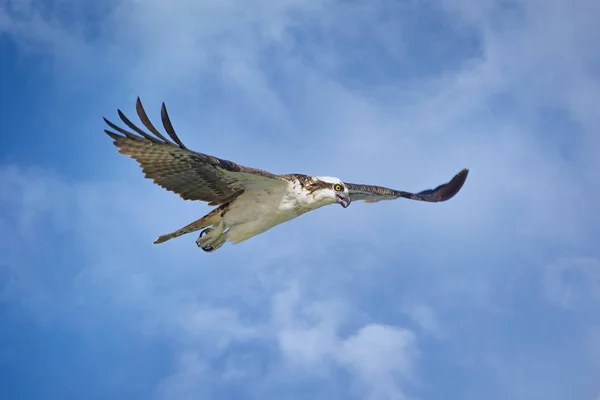 Fischadler auf der Jagd in Florida, USA — Stockfoto
