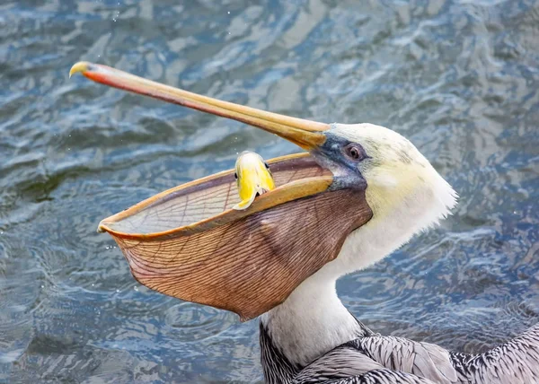 Ein Pelikan isst einen Fisch zum Mittagessen — Stockfoto