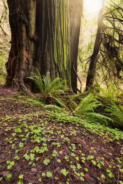 Solljus i skogen Redwood — Stockfoto