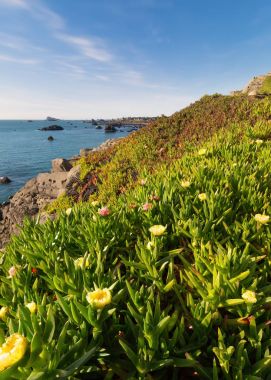 Ocean View Iceplant çiçek üzerinde