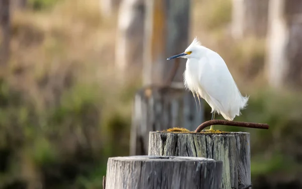 Wild Egret Perched on a Piling, Arcata, Калифорния, США — стоковое фото