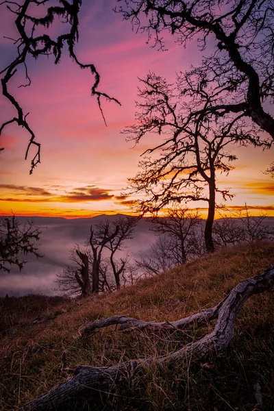 Einsamer Baum wacht bei Sonnenuntergang über das Tal — Stockfoto