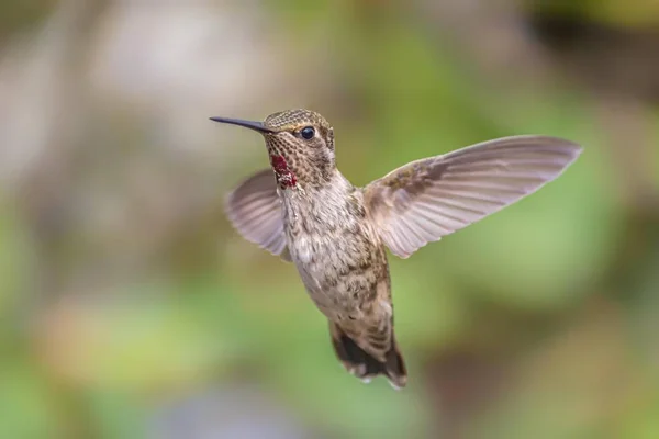 Annas Hummingbird catturato in volo, California del Nord — Foto Stock