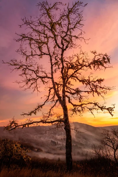 Einsamer Baum wacht bei Sonnenuntergang über das Tal — Stockfoto