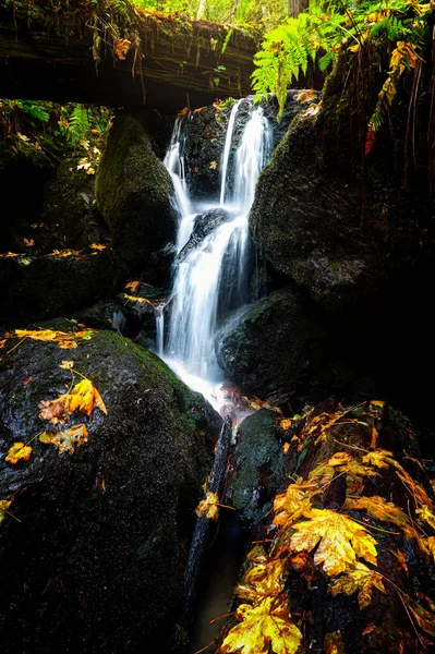 Kleiner Wasserfall und Herbst-Ahornblätter, Nordkalifornien — Stockfoto