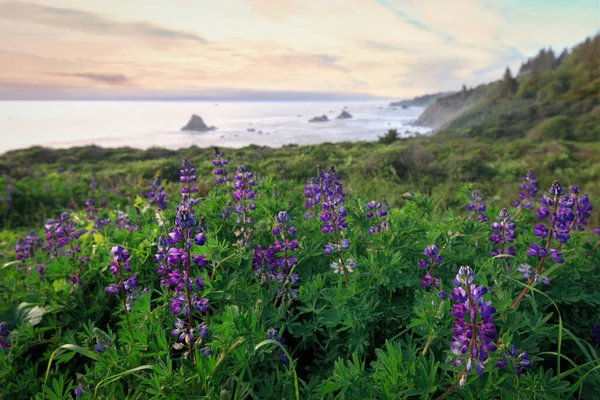 Coucher de soleil sur une plage rocheuse, côte nord de la Californie — Photo