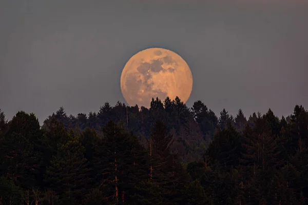 Mondaufgang über einem nordkalifornischen Wald, Trinidad, Kalifornien — Stockfoto