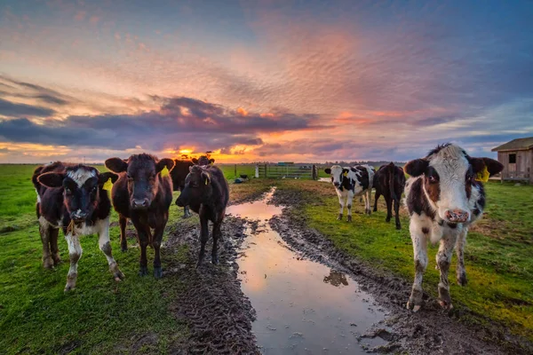 Un grupo de vacas amigas disfrutando de la puesta del sol — Foto de Stock