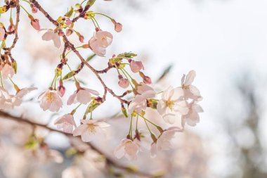 Nisan ayında kiraz çiçeği, mavi gökyüzü arka planında sakura dalı, Güney Kore, Daejeon