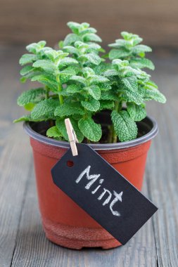 Tahta masadaki bir tencerede yetişen taze nane, elma nanesi, dikey