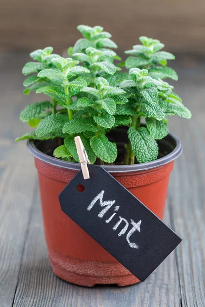 Tahta masadaki bir tencerede yetişen taze nane, elma nanesi, dikey