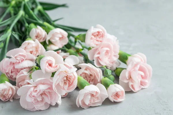 Невеликі Ніжні Рожеві Квіти Гвоздики Сірому Бетоні Копією Простору День — стокове фото