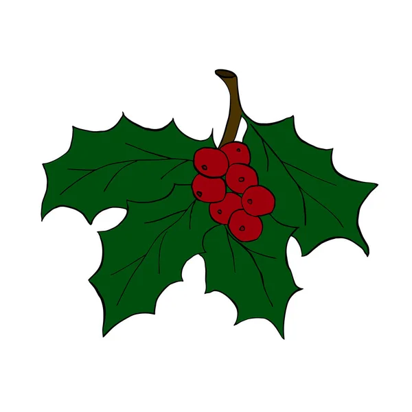 Foglie Agrifoglio Natale Con Bacca Illustrazione Vettoriale Bianco — Vettoriale Stock