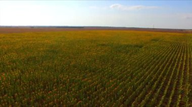 Ayçiçeği alan hava uçuş