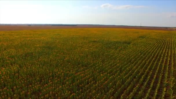 Vuelo aéreo sobre el campo de girasol — Vídeos de Stock