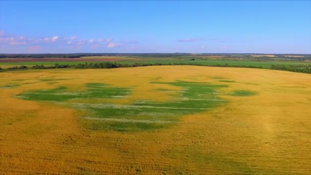 Drone volo sopra il campo maturo orecchie di segale — Video Stock