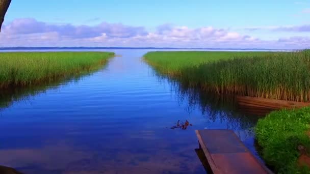 Lot nad powierzchnię wody i reed — Wideo stockowe