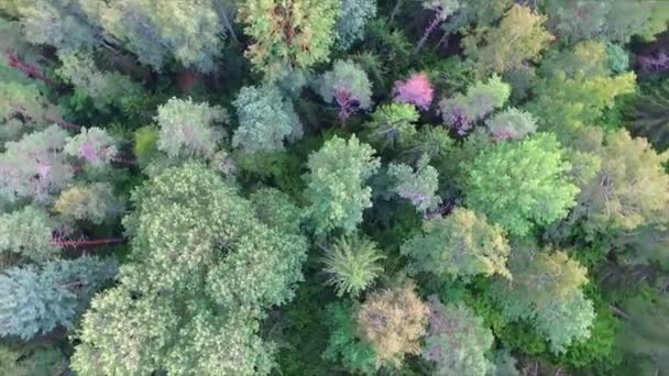 Drone movimento redondo sobre os topos das árvores — Vídeo de Stock