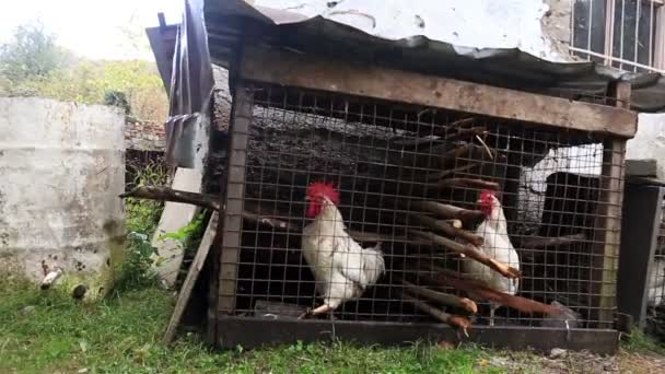Dos pollas blancas en la jaula — Vídeos de Stock