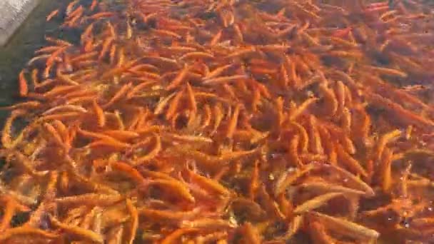 Ikan trout amber di kolam buatan — Stok Video