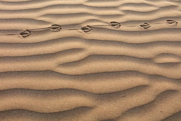 Sand formations looking like dunes — Stock Photo, Image