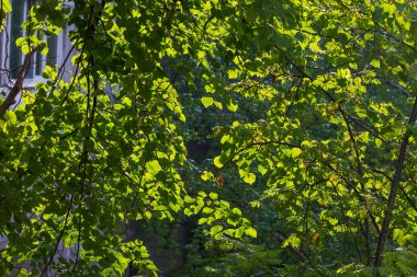 Doğal arka plan yeşil huş ağacı yaprakları