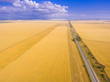 Drone uçuş olgun çavdar kulakları alanın üzerinde